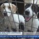 KTVE wraps up 2024 Clear the Shelters campaign