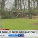 Francine topples trees across Mississippi