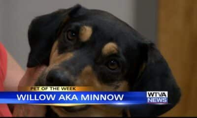 Pet of the Week: Willow a.k.a. Minnow