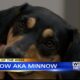 Pet of the Week: Willow a.k.a. Minnow