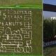 Think you can navigate this giant corn maze? Find out at Dewberry Farm Fall Festival