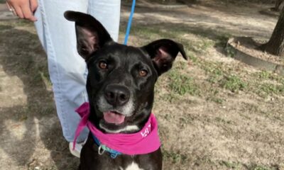 KPRC 2 Pet Project: Meet Tina, an enthusiastic young lab bursting with personality!