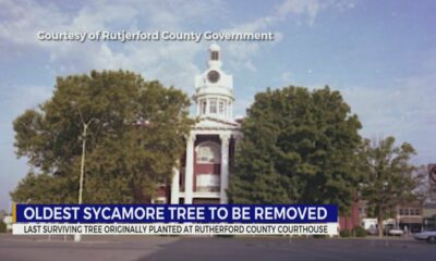 Historic sycamore tree to be removed in Rutherford County