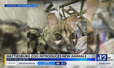 Hattiesburg Zoo welcomes two African Spotted Genets