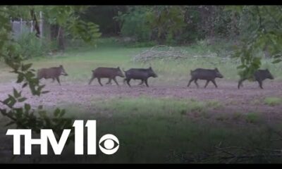 Feral hogs cause damage to rural communities in Arkansas