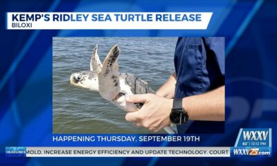 Mississippi Aquarium hosting sea turtle release on Thursday