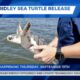 Mississippi Aquarium hosting sea turtle release on Thursday