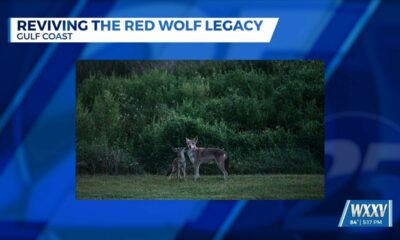 MSU Receives Grant to Revive the Red Wolf Population