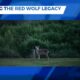 MSU Receives Grant to Revive the Red Wolf Population