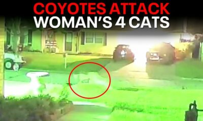 Coyotes viciously attack woman's cat in Arlington neighborhood, video shows