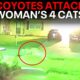 Coyotes viciously attack woman's cat in Arlington neighborhood, video shows