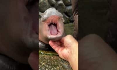 Baby hippo Moo Deng becomes internet sensation