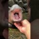 Baby hippo Moo Deng becomes internet sensation