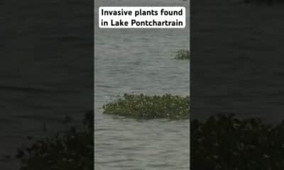 The invasive species from South America is more typically seen in freshwater bayous and canals.