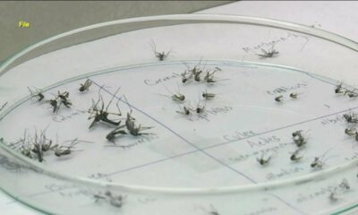 One FL county confirms 2 cases of locally acquired dengue fever