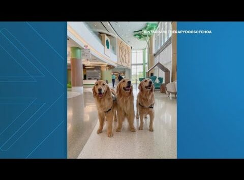 New Children's Atlanta emergency department set to open — and the therapy dogs are ready for it