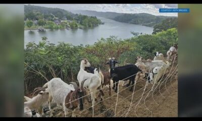 Knox Goats brings 'goatscaping' to Cherokee Country Club for lawn makeover