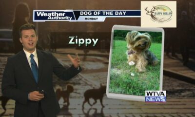 Dog Walk Forecast for September 23 - Zippy