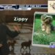 Dog Walk Forecast for September 23 - Zippy