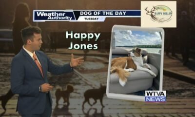 Dog Walk Forecast for September 24 - Happy Jones