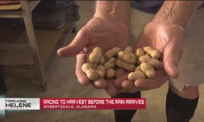 Baldwin County peanut farmers say a special ingredient has boosted the crop this year