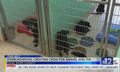 Pearl River County shelter experiencing dog overcrowding crisis