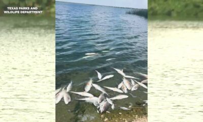 1,000 fish died at Calaveras Lake last month. Here’s how often ‘fish kills’ happen and why.