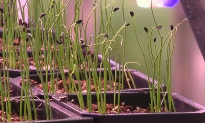 Indoor elevated organic farm thrives in San Antonio