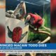 Aquarium Green Winged Macaw Dies