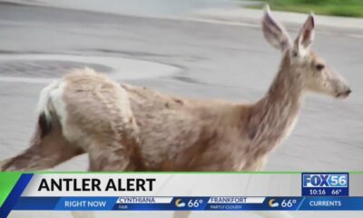 Kentucky State Police issue warning about deer