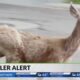 Kentucky State Police issue warning about deer