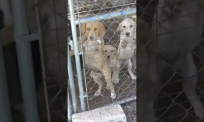 Arkansas animal shelter temporarily closed after staff quits