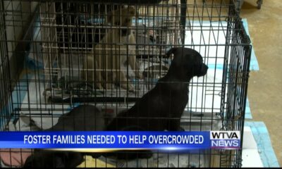 Foster families needed to help overcrowded animal shelters in Tupelo