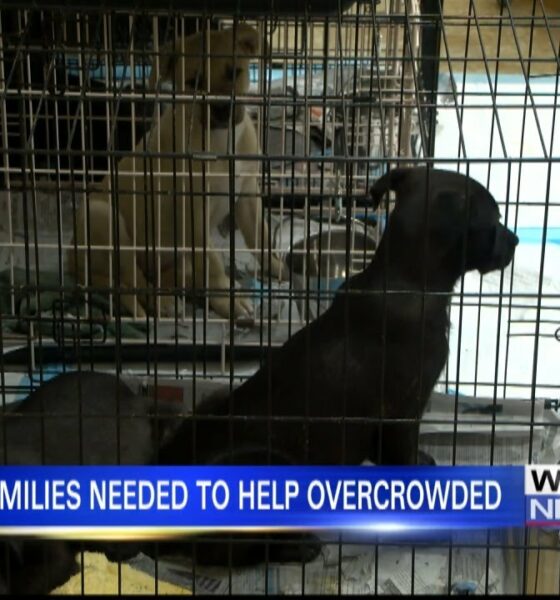 Foster families needed to help overcrowded animal shelters in Tupelo