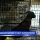 Foster families needed to help overcrowded animal shelters in Tupelo