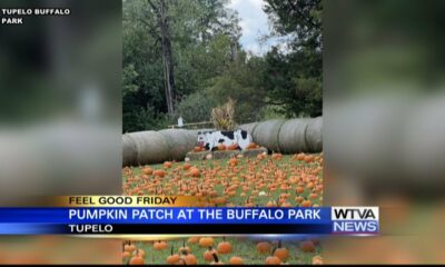 Tupelo Buffalo Park preparing for annual pumpkin patch