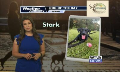 Dog Walk Forecast for Sept. 30 - Stark