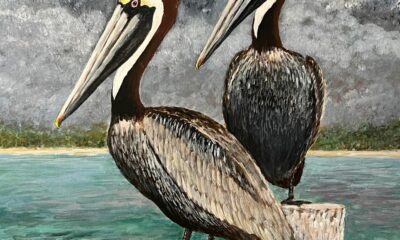 Pelicans Fly in Odd-Numbered Flocks – Right?