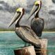 Pelicans Fly in Odd-Numbered Flocks – Right?