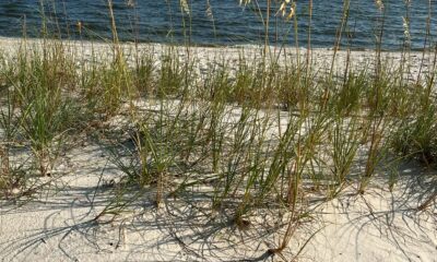 Sea Oats – The Ultimate Dune Plant