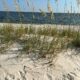 Sea Oats – The Ultimate Dune Plant