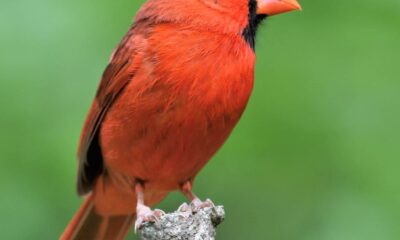 Backyard Birds – Northern Cardinal