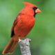 Backyard Birds – Northern Cardinal