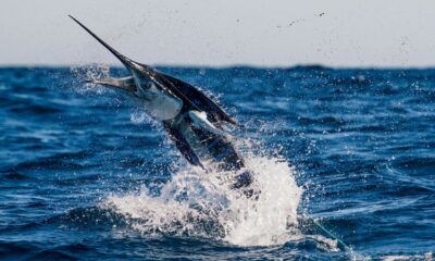 Southern Miss to Host Fly Fishing Film Tour