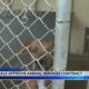 City Officials Approve Animal Services Contract | September 30, 2024 | News 19 at 10 p.m.