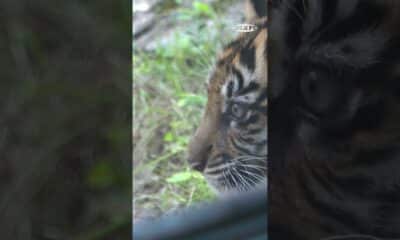 New tiger on exhibit at Louisville Zoo