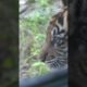 New tiger on exhibit at Louisville Zoo