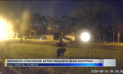 Gulf Breeze bear sightings raise concerns