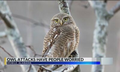 Recent owl attacks in Mobile neighborhood leave residents concerned