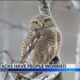 Recent owl attacks in Mobile neighborhood leave residents concerned